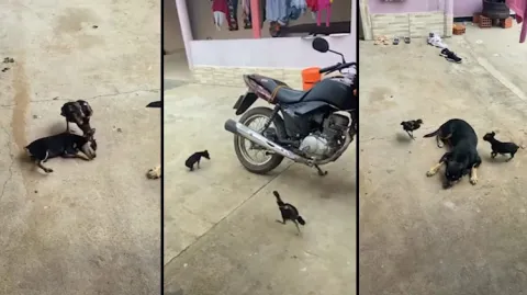 Viral Video Chicken Fight With Dog 