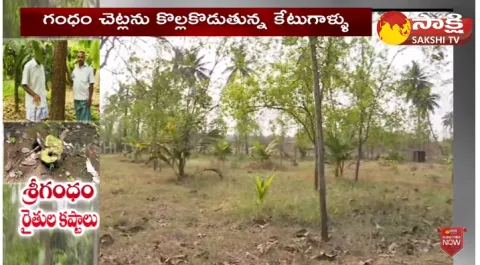 Sri Gandham Farmers About Sandalwood Smugglers