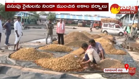 Heavy Rain Cause Irreparable Loss To Turmeric Farmers