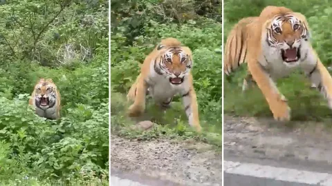 Viral VIdeo Tiger Attack On Tourists In Uttarakhand National Park 