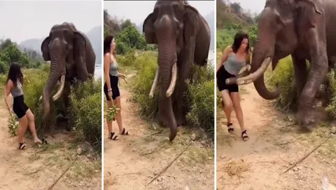 Viral Video Elephant Attacked On Woman