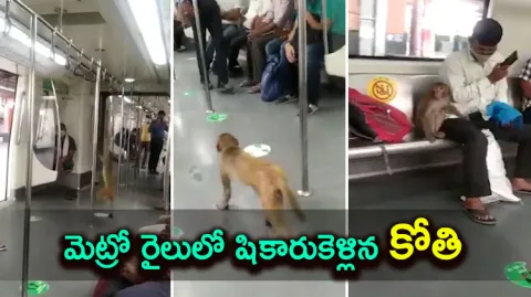 Viral Video Monkey Takes A Joyride In Delhi Metro Train 