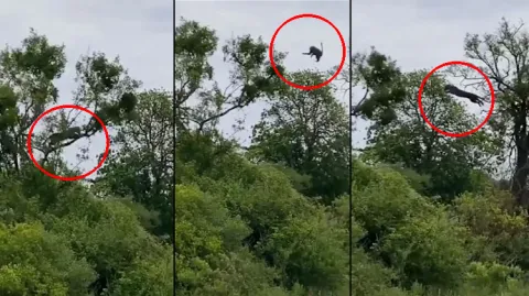 Viral Video Leopard Attack On Monkey 