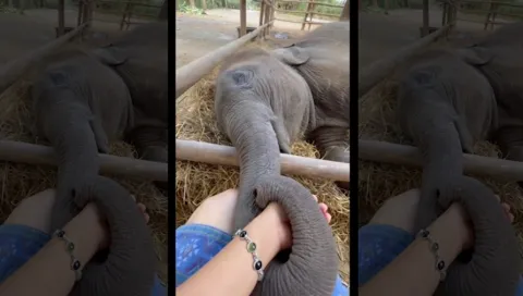 Viral Video Elephant Holding Caretakers Hand