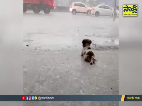 Dog Watching Rain Video Goes Viral