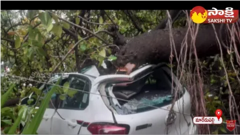 A Big Tree Fell on the Car