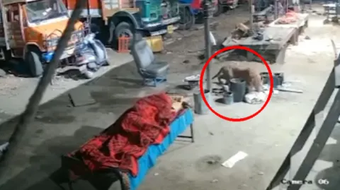 Leopard Attack On Dog Viral Video 