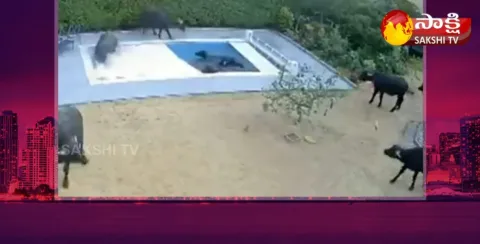 Viral video Buffaloes In Swimming Pool 