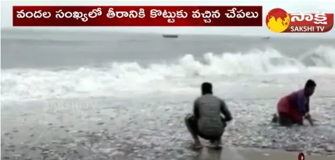 Many Fishes Came To Bheemili Coast With Heavy Waves From Sea