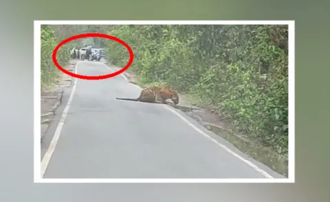 Viral Video Tiger Hulchul On Road 