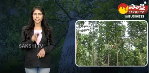 Mahogany Tree Uses, Price, Health Benefits For Skin And Side Effects