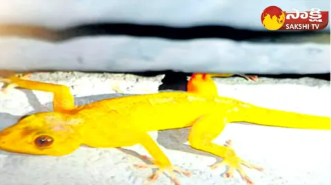 Real Golden Lizard Found In Tirumala 