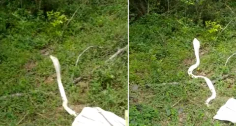 Viral Video White Snake In Tamilnadu
