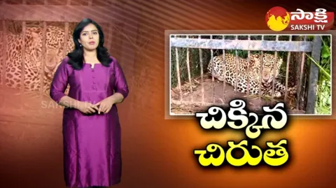 Leopard Trapped In Cage At Tirumala 