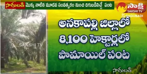 Oil Palm Cultivation in Andhra Pradesh
