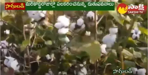 Cotton Cultivation Profits and Losses