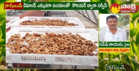 Huge Profit With Anjeer Cultivation 