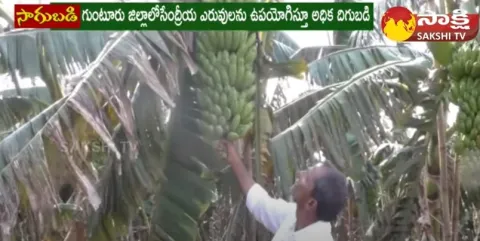 Huge Income With Banana Farming