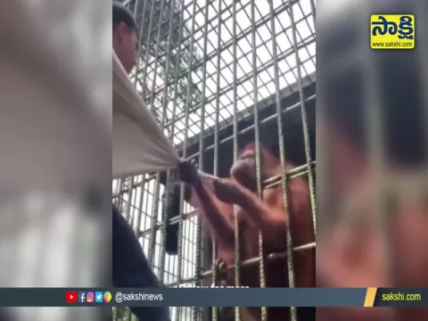 Viral Video: To Get Too Close To A Caged Animal