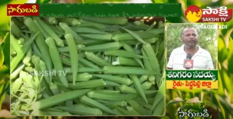 Benefits of Crop Rotation in Agriculture | Pedapalli District 