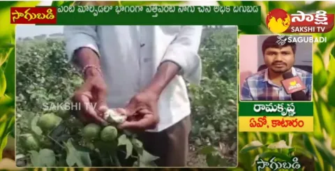 TakeThese Precautions For Profit in Cotton Crop