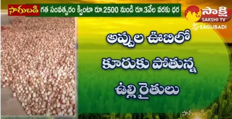 Onion Farmers Cry Foul as Prices Crash