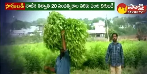 Profit With Curry Leaves Business