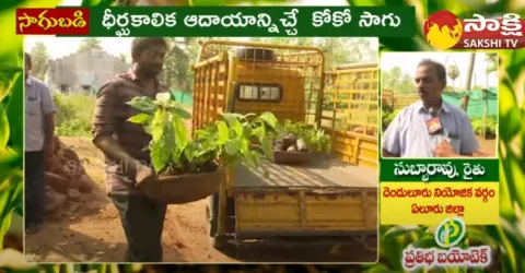 AP Government Plans Increase Cocoa Cultivation 