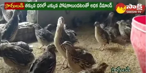Quail Birds Farming Business Tips | Benefits of Quail Bird and Quail Eggs 