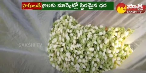 Huge Profits With Jasmine Flowers Cultivation