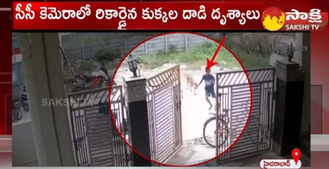 Street Dogs Hulchal In Quthbullapur  Hyderabad