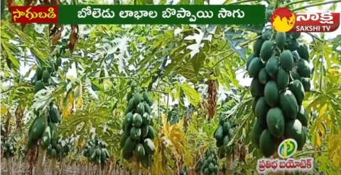 Nellore Papaya Farmer Nagaraju Success Story