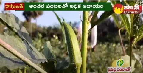 Farmer Earns 20000 Every Month With intercropping 