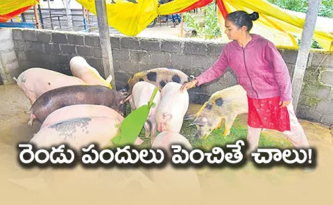 Seema Pandula Pempakam  Success Story Of Piggery And Poultry - Sakshi