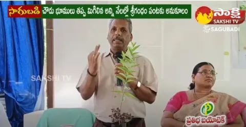 Good News For Those Who Want To Grow Srigandham Trees