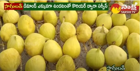 Anjeer Fruit Cultivation in Anantapur 