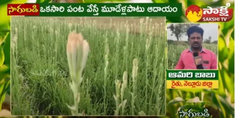Lily Flower Cultivation 