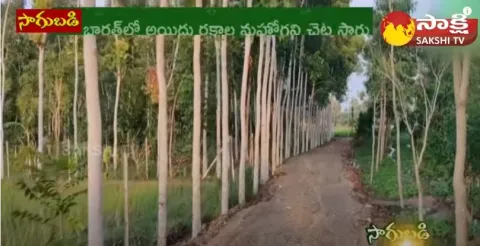 Mahogany Tree Farming 