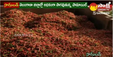 Mirchi Cultivation As An Intercrop In Palm Oil