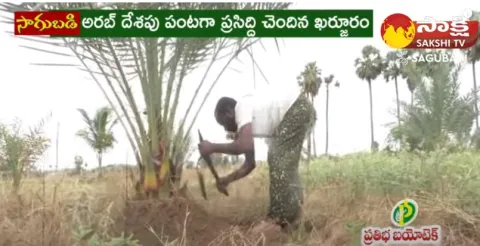 Dates Farming In Telugu