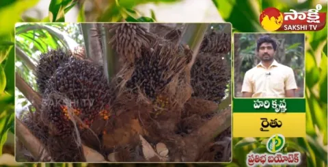  Farmer Success Story with Oil Farming 