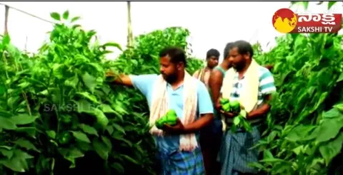 Capsicum Cultivation : Success Story of Software Employee Capsicum Cultivation 