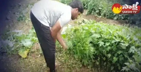 Farmer Success Story with Leafy Vegetables Farming