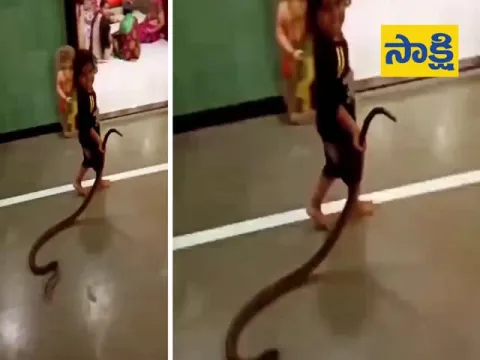 Boy Plays With Snake At Home Funny Video Viral - Sakshi
