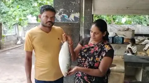 Pulasa Fish In Andhra Pradesh