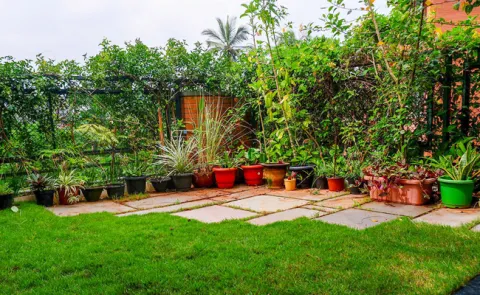 Sakshi Special Story on Terrace Gardening
