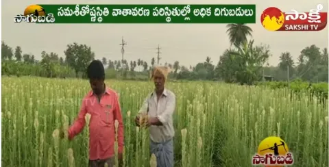Nellore District Farmer Success Story On Lily Flower Farming