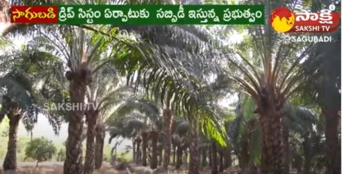 AP And Telangana Govt to Promote Oil Palm Cultivation 
