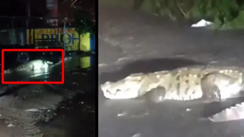 Crocodile Spotted On Road Due To Heavy Rain In Gujarat