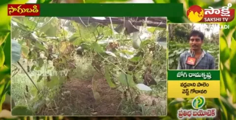Huge Profits in Ridge Gourd Farming